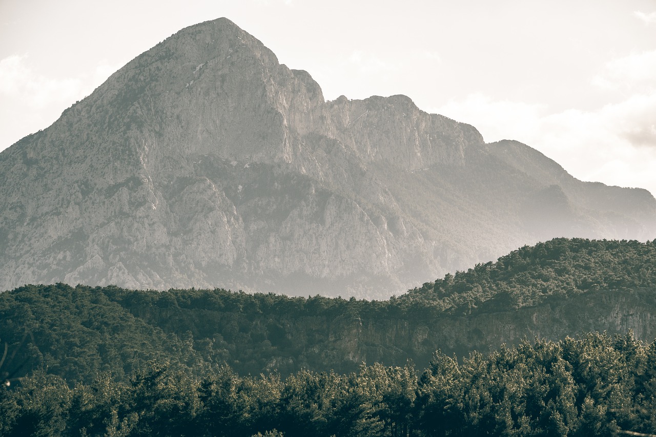 tree, forest, mountains-7101268.jpg